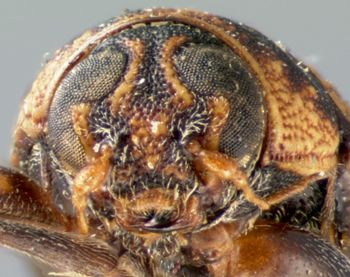 Media type: image; Entomology 8800   Aspect: head frontal view